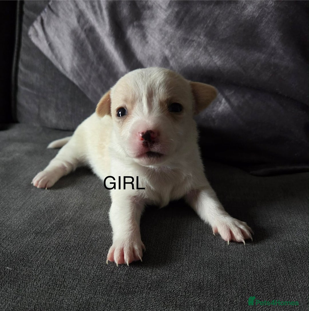 Chiweenie dogs for sale: Beautiful Chiweenie puppies  - Advert 4