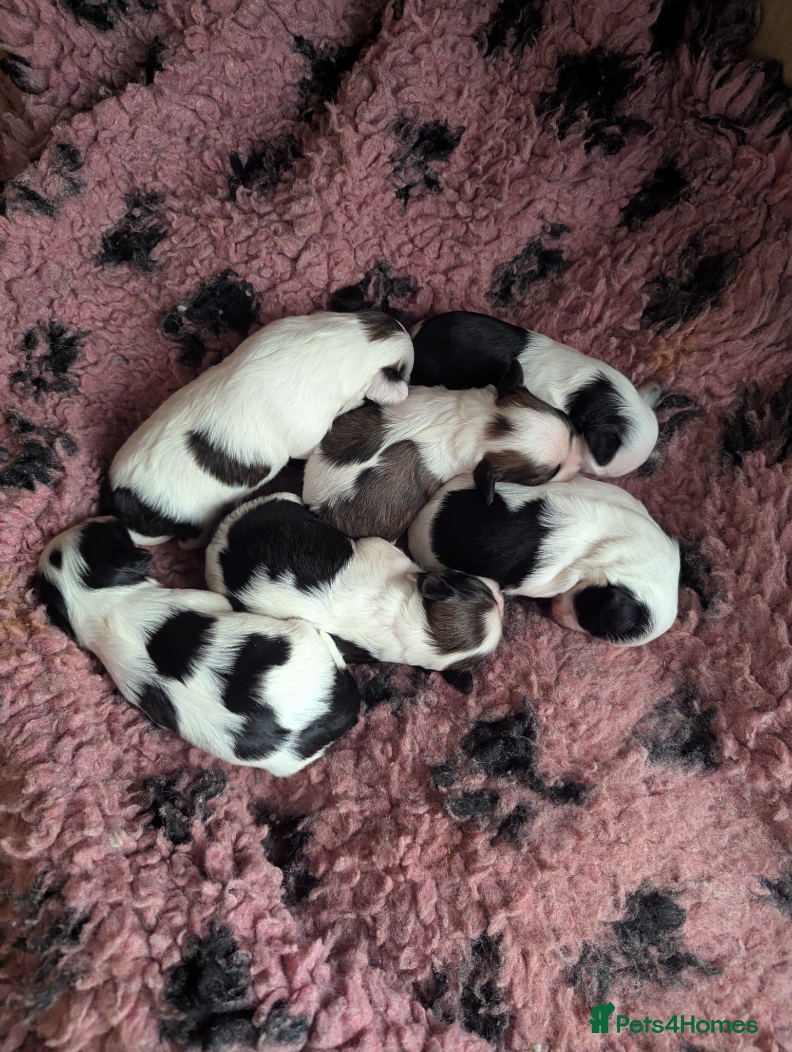 Mixed Breed dogs Chinese crested powder puff X Lhasa apso - Advert 1