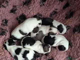 Mixed Breed dogs Chinese crested powder puff X Lhasa apso - Advert 2