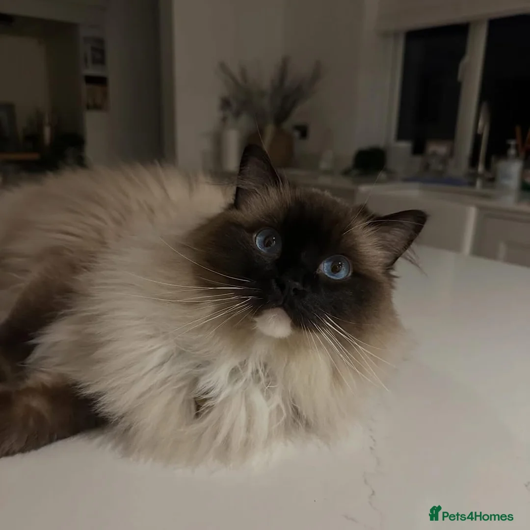 Ragdoll cats for sale: Ragdolls Brother and Sister (Nearly 4 Years old) L in Market Harborough - Advert 2