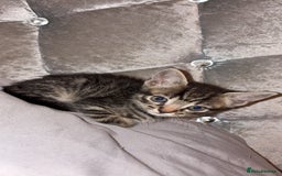 British Shorthair cats for sale: female mixed tabby breed from 🐢shell calico  - Image 4