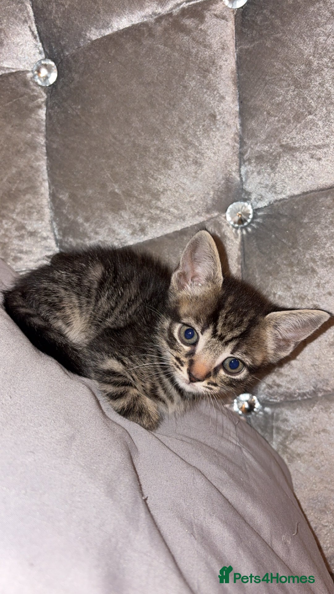 British Shorthair cats for sale: female mixed tabby breed from 🐢shell calico  - Image 4
