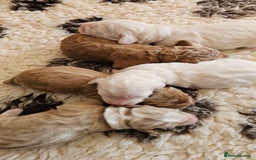 Australian Labradoodle dogs for sale: STUNNING FULLY HEALTH TESTED PUPPIES 🌟🐾 - Image 28