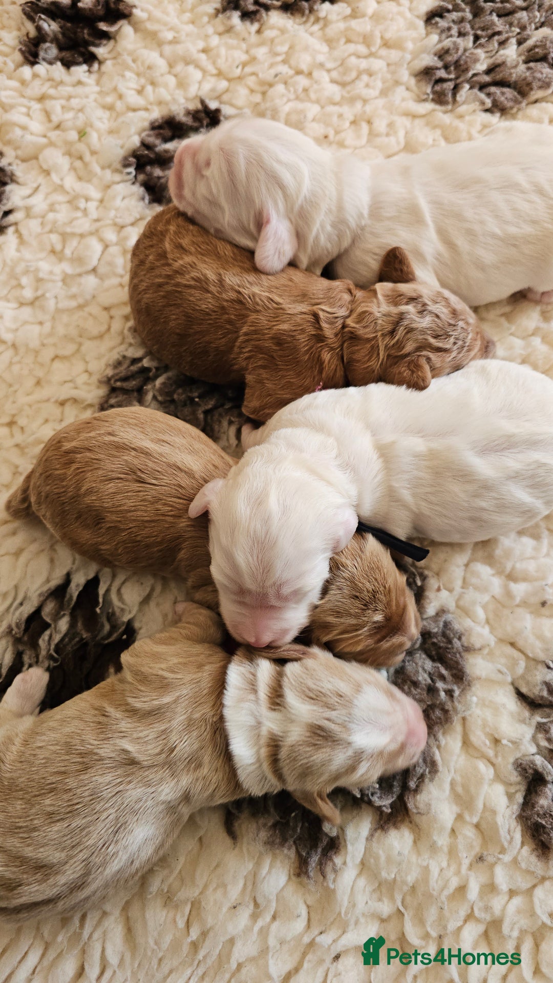Australian Labradoodle dogs for sale: STUNNING FULLY HEALTH TESTED PUPPIES 🌟🐾 - Image 28
