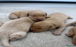 Labrador Retriever dogs for sale: 🐶 Stunning Fox Red & Yellow Labrador Puppies 🐶 - Image 7