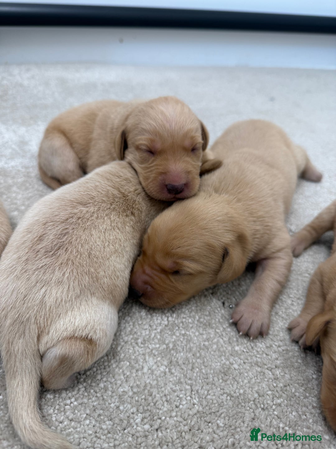 Labrador Retriever dogs for sale: 🐶 Stunning Fox Red & Yellow Labrador Puppies 🐶 - Image 7