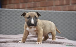 English Bull Terrier dogs for sale: Exceptional english bull terrier puppies  - Image 5