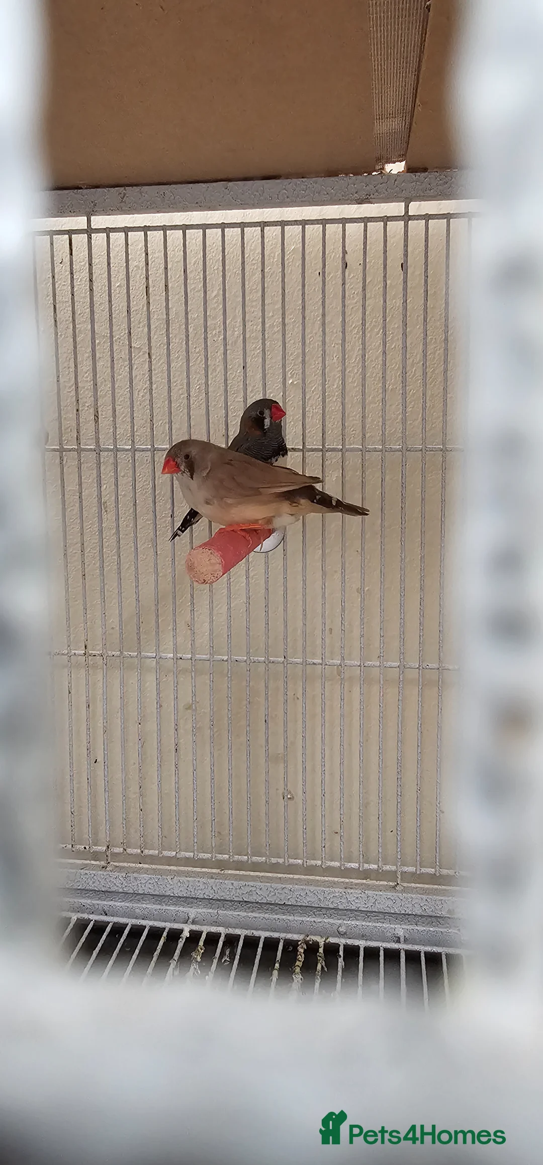 Budgerigars birds for sale: Beautiful budgies and finches for sale - Advert 10