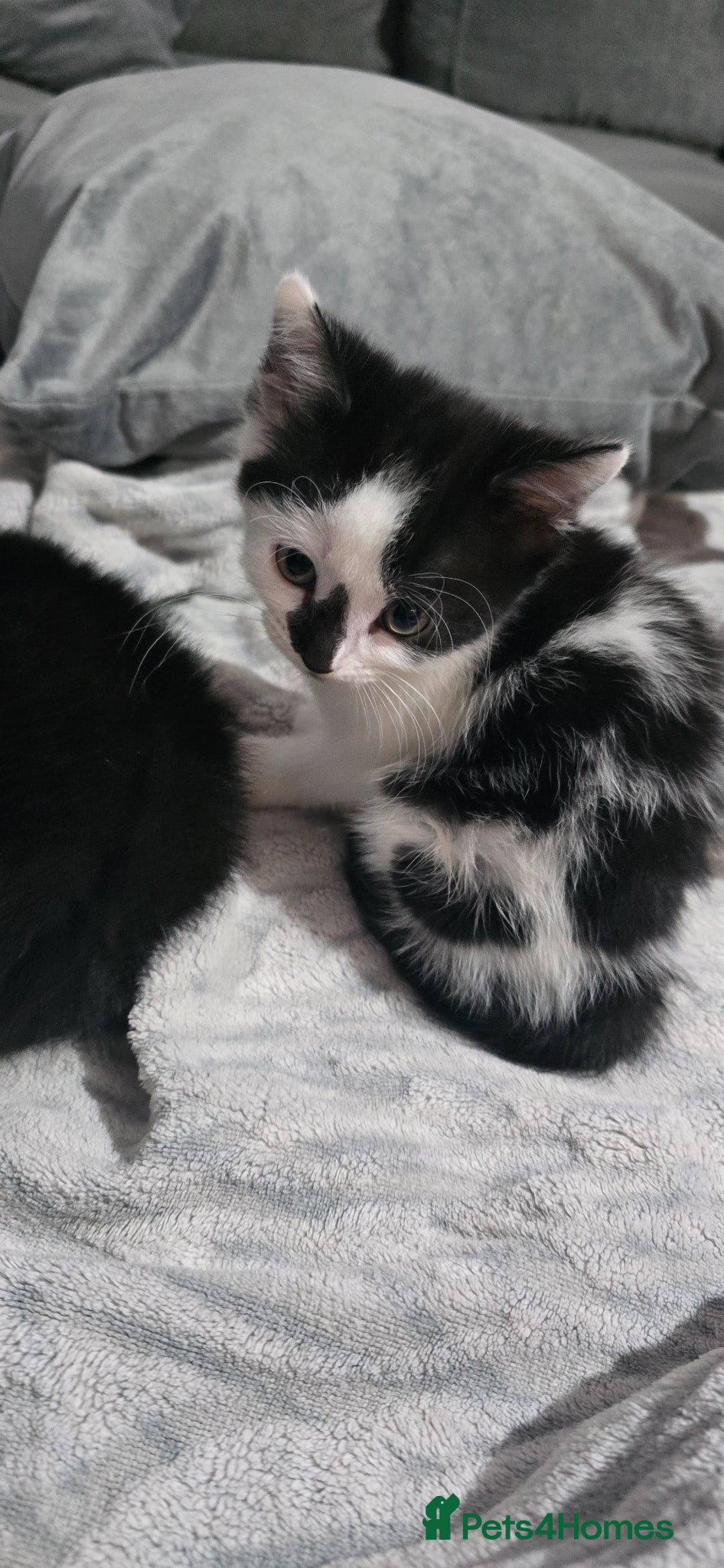 British Shorthair cats 8 week old kittens - Advert 2