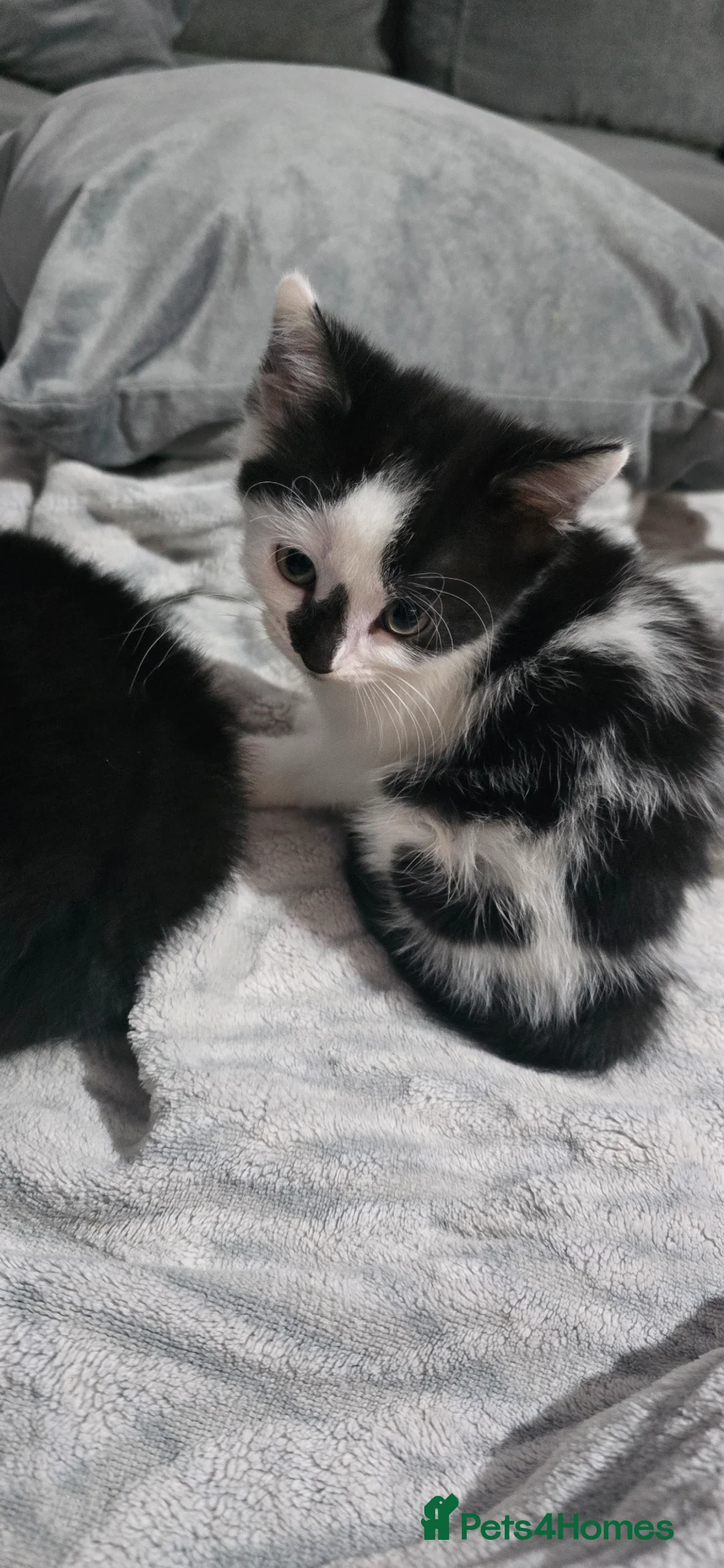 British Shorthair cats for sale: 8 week old kittens in Houghton le Spring - Advert 1