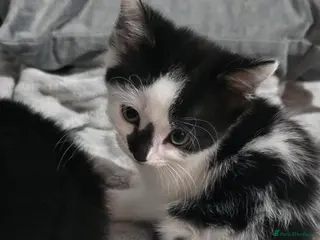 British Shorthair cats 8 week old kittens - Advert 2