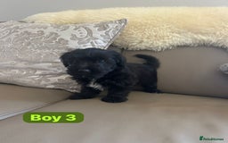 Mixed Breed dogs for sale: 3 yorkshire terrier x Jack Russell  - Image 7
