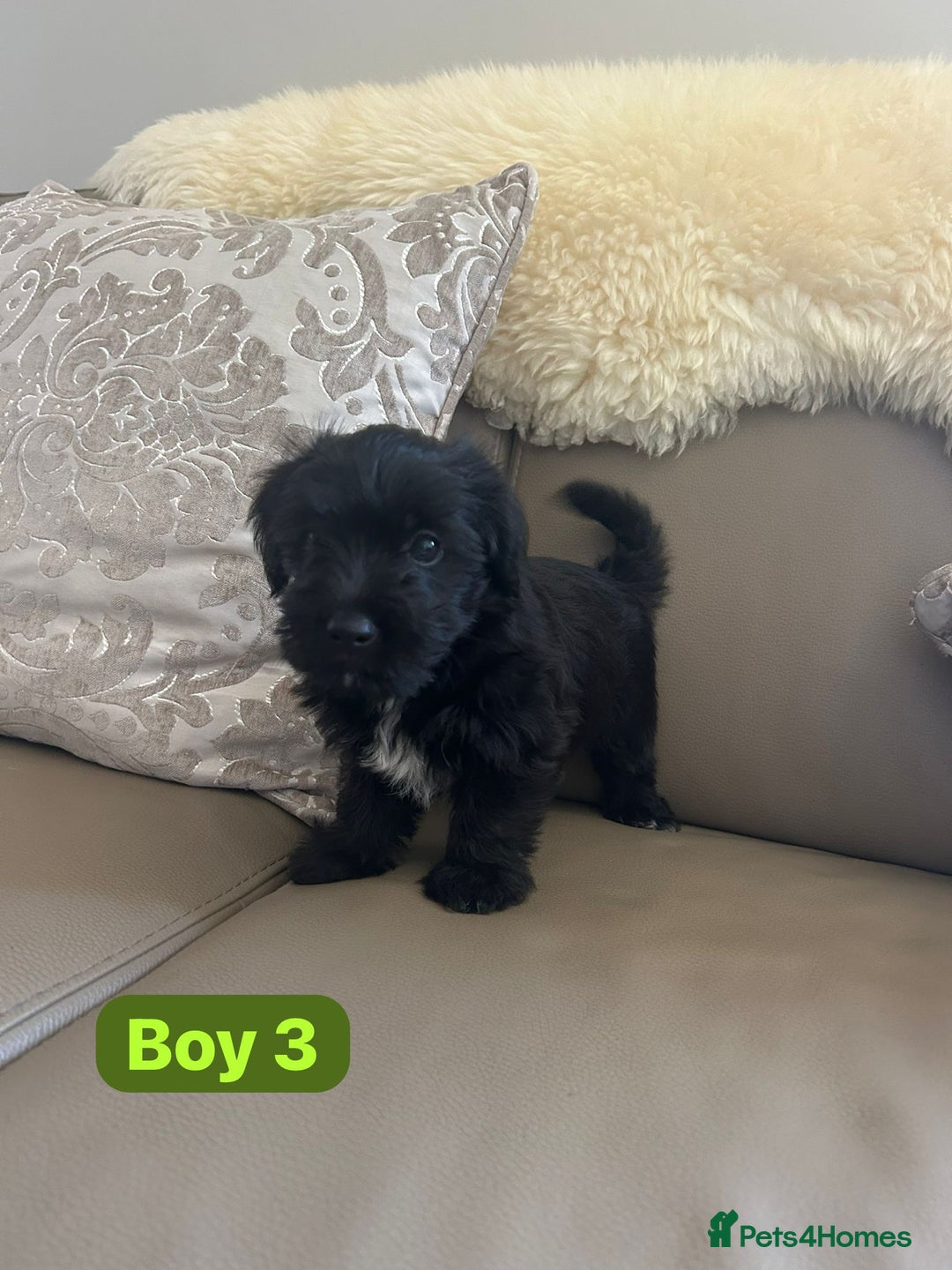Mixed Breed dogs for sale: 3 yorkshire terrier x Jack Russell  - Image 7
