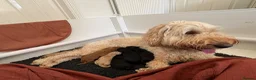 Australian Labradoodle dogs for sale: Australian labradoodle's  - Advert 3