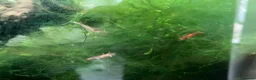 Shrimps fish for sale: Cherry Shrimp for Sale £1 each - Advert 5