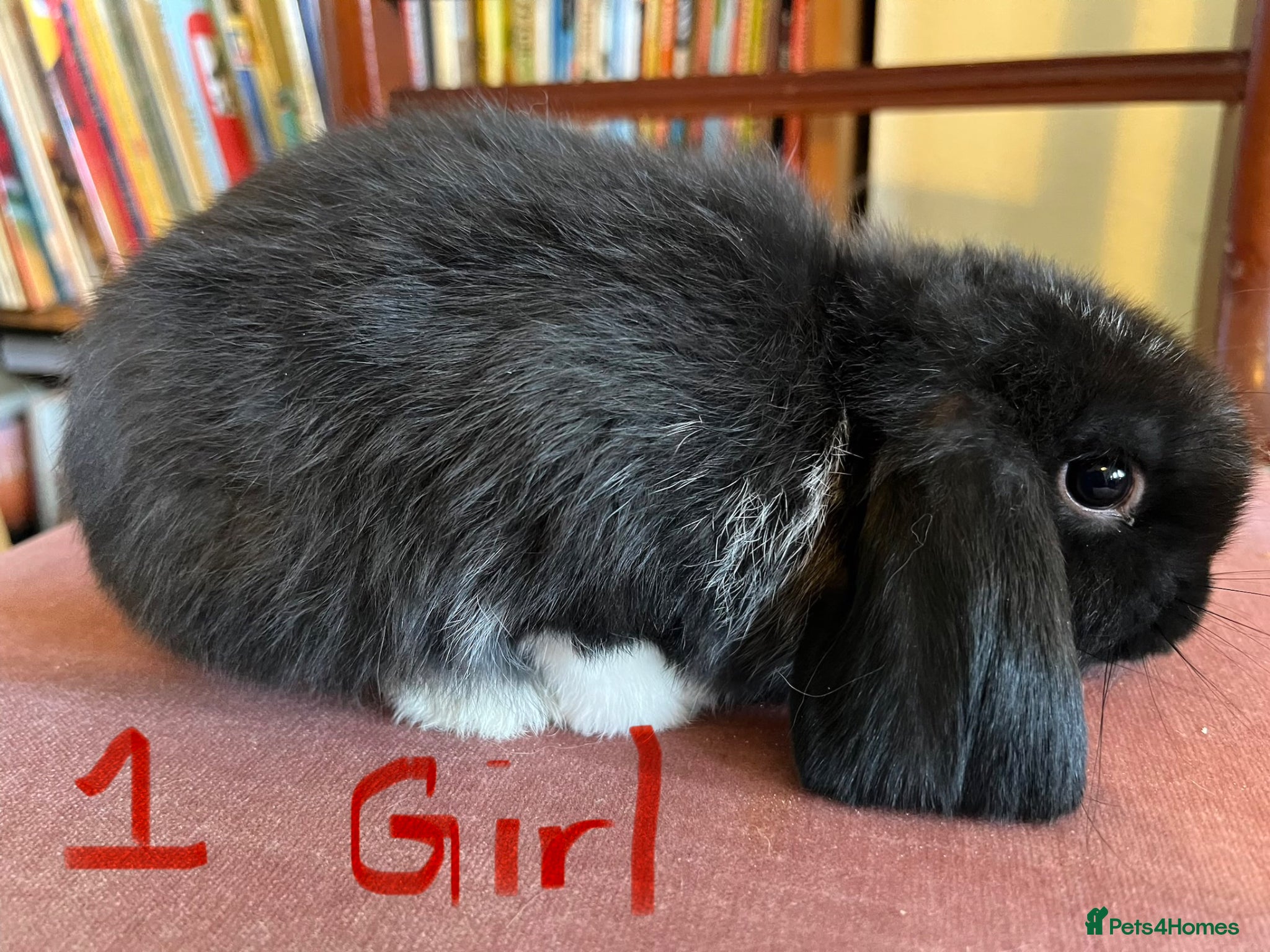Mini Lop rabbits Fabulous Friendly Mini Lop Babies - Advert 2