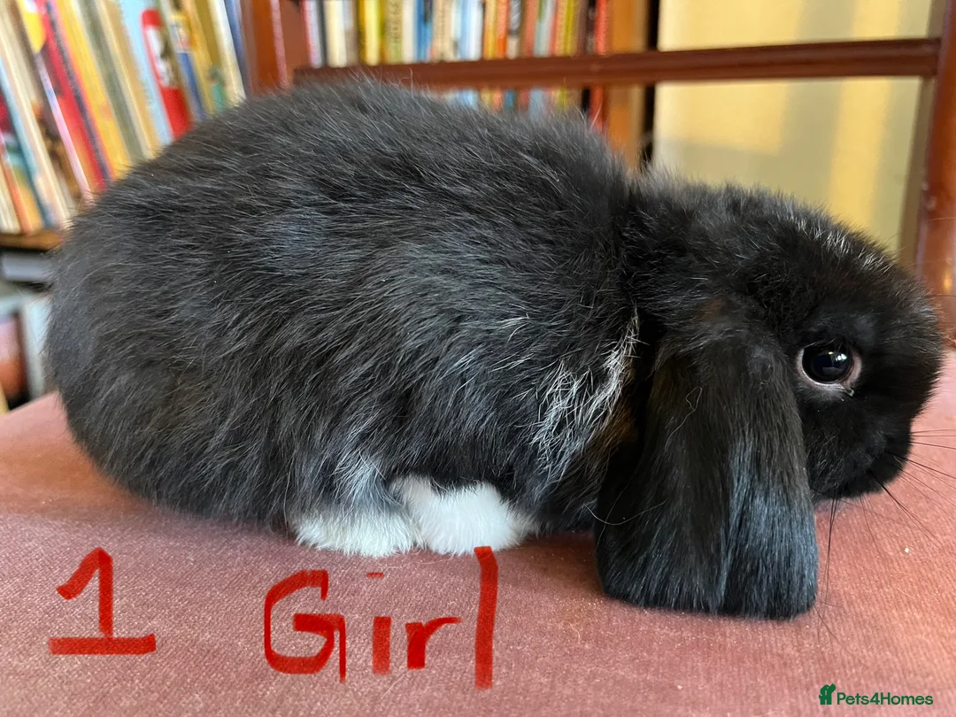 Mini Lop rabbits for sale: Fabulous Friendly Mini Lop Babies - Advert 2