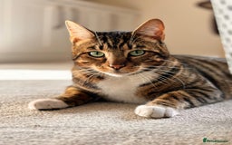 Bengal cats for sale: Beautiful Bengal/Tuxedo Cats  - Image 9