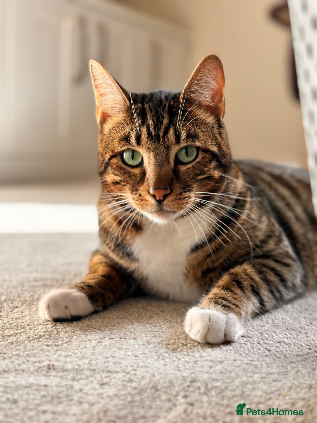 Bengal cats for sale: Beautiful Bengal/Tuxedo Cats  - Image 9