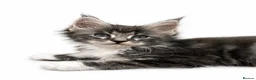 Maine Coon cats for sale:     Health Tested TICA Reg Maine Coon Kittens  - Advert 4