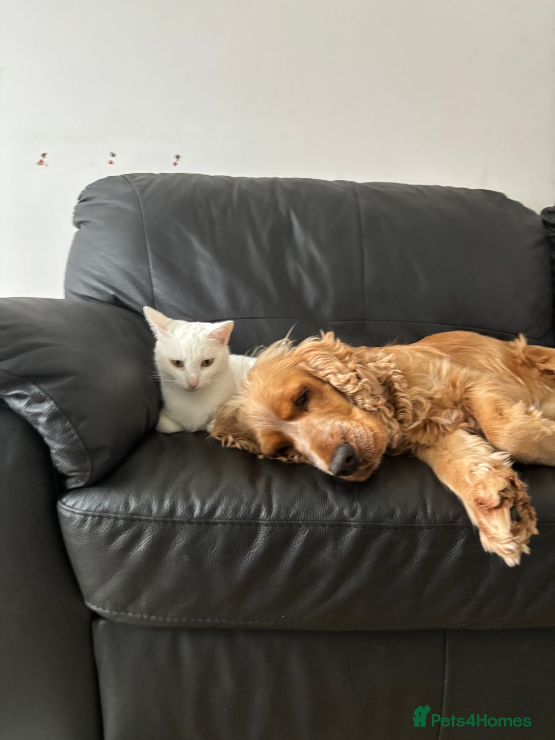 Cocker Spaniel dogs for sale: Beautiful cocker spaniel  - Advert 3