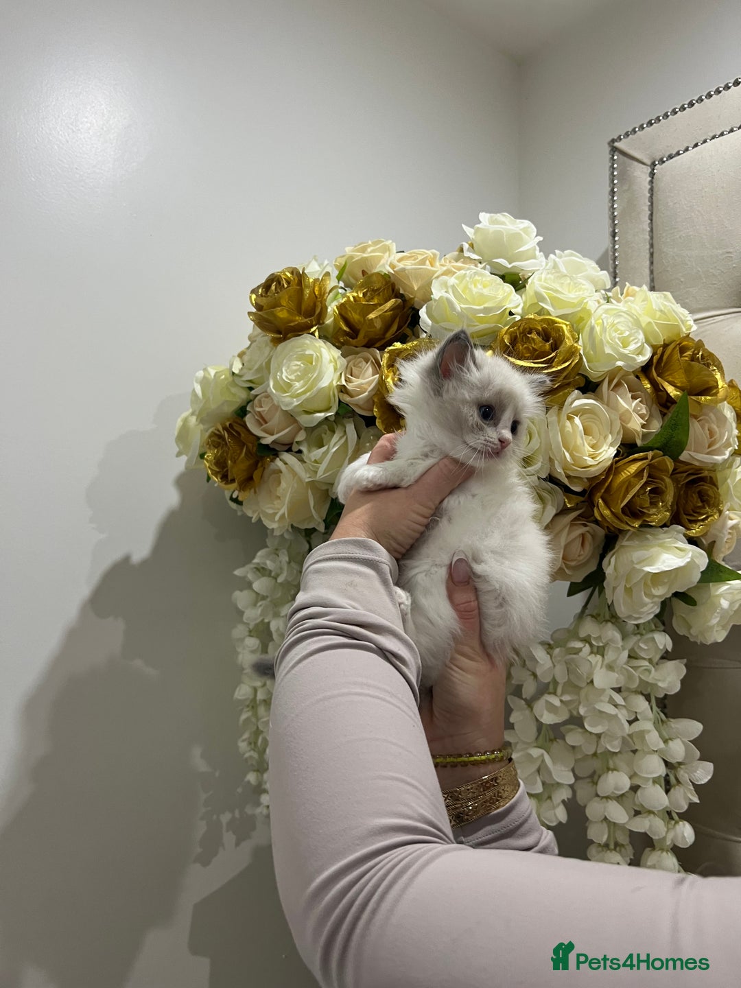 Ragdoll cats for sale: Gccf ragdoll kittens imperial grand champion lines - Advert 18