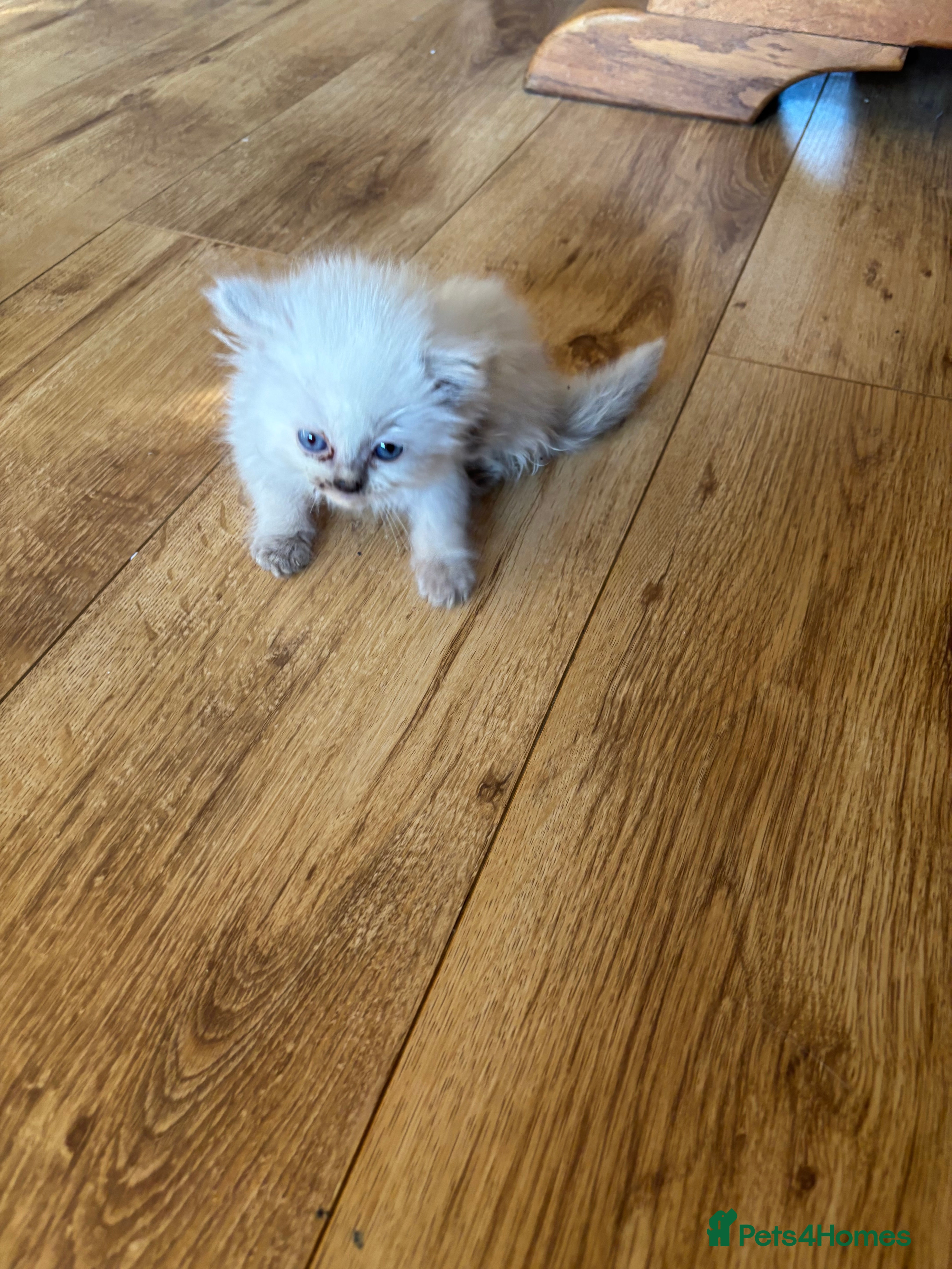 Ragdoll cats Beautiful Pure Ragdoll kittens - Advert 2