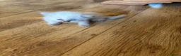Ragdoll cats for sale: Beautiful Pure Ragdoll kittens - Advert 29