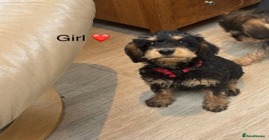 Mixed Breed dogs - Advert 6
