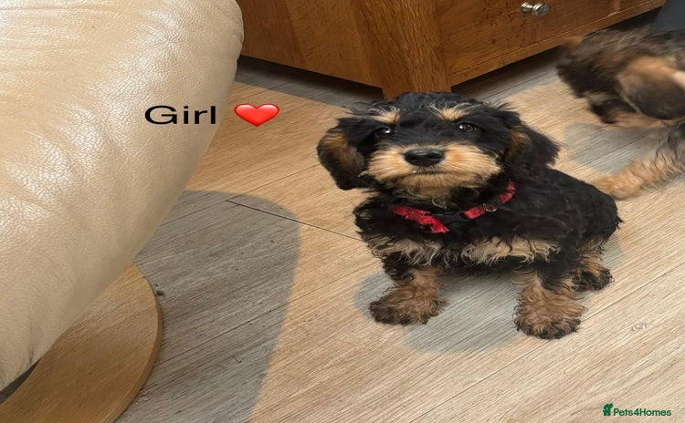 Mixed Breed dogs - Advert 2