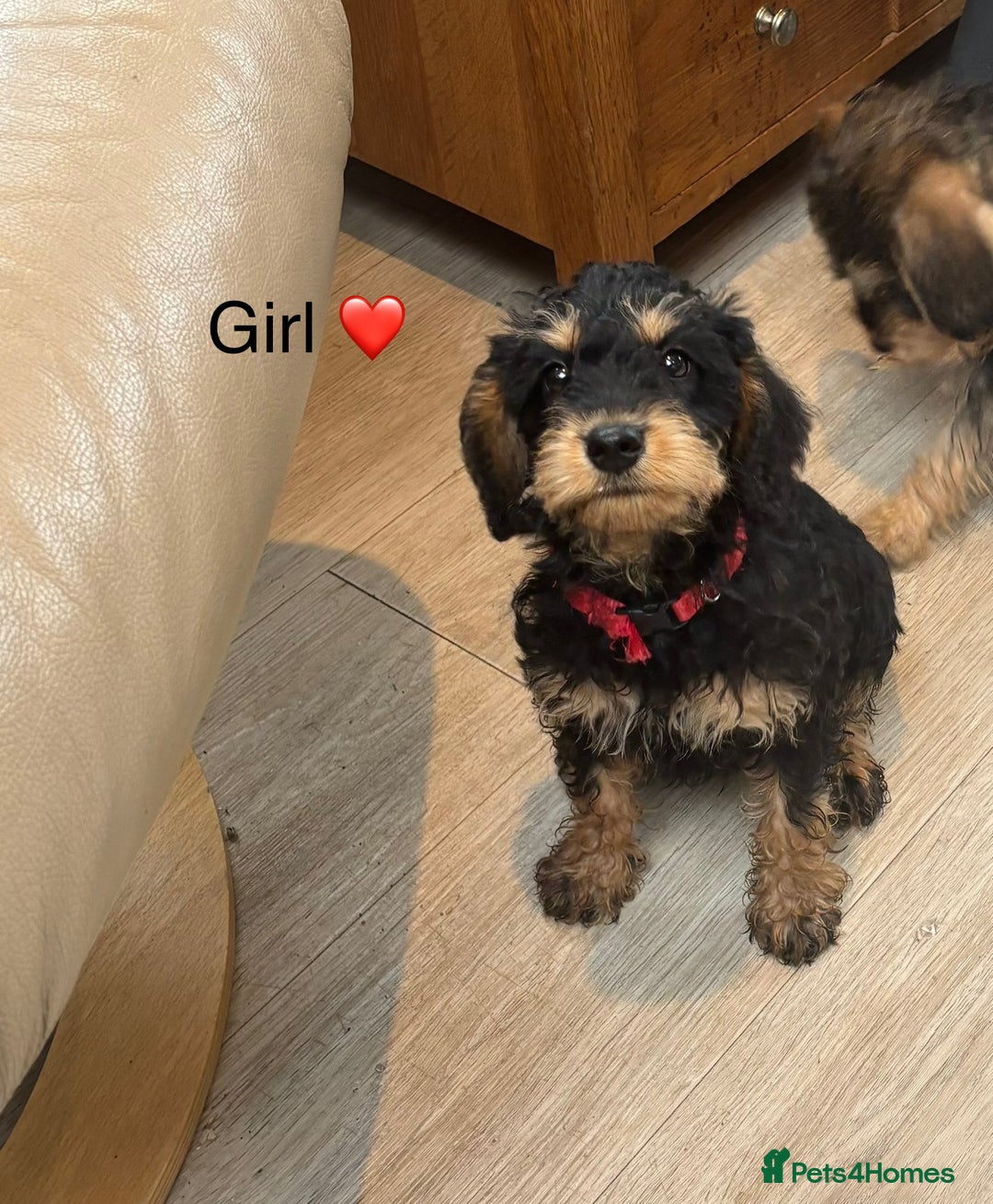 Mixed Breed dogs for sale: F1 MINI SCHNOODLE PUPPIES READY NOW - Image 2