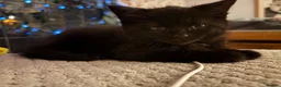 British Shorthair cats for sale: 4 beautiful British shorthairs  - Advert 6