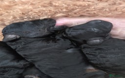 Maltipoo dogs for sale: 5 puppies  - Image 4