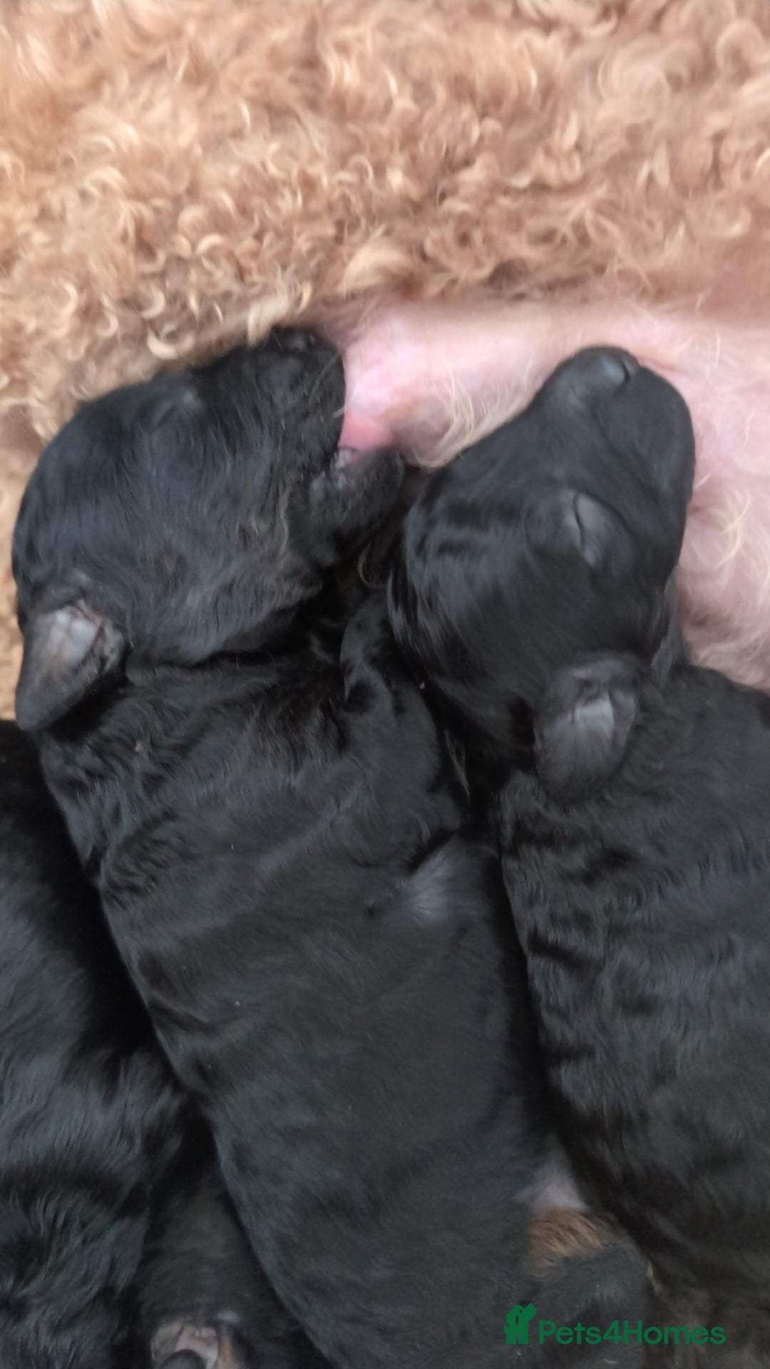 Maltipoo dogs for sale: 5 puppies  - Image 4