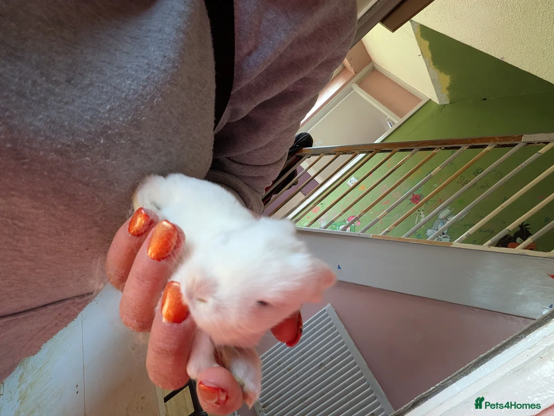 English Lop rabbits for sale: 5 English lops  - Advert 2