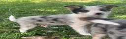 Mixed Breed dogs for sale: 4 beautiful collie pups  - Advert 23