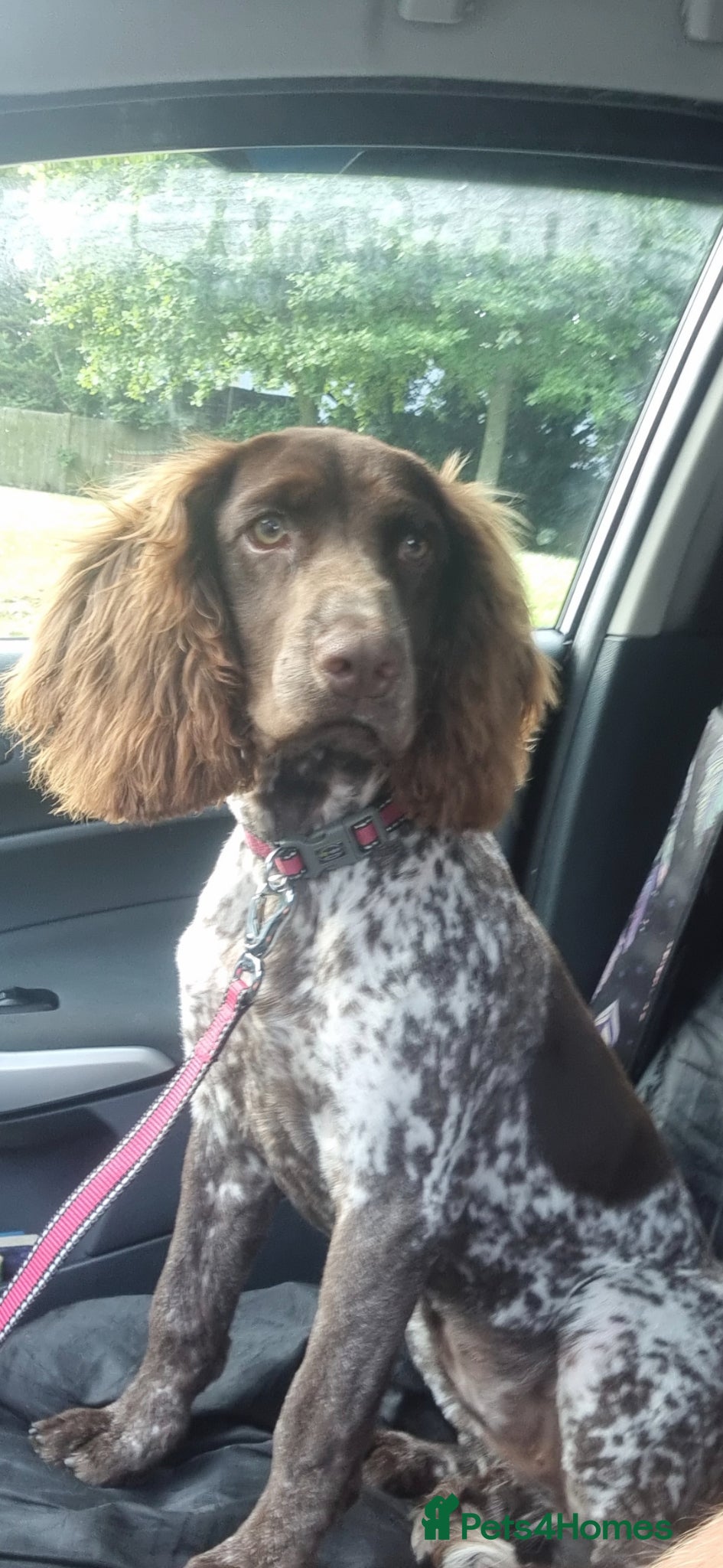 Cocker Spaniel dogs Cocker-spaniel Puppy's for Sale!!! - Advert 1