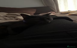 Bombay cats for sale: 2 black male cats - Advert 5