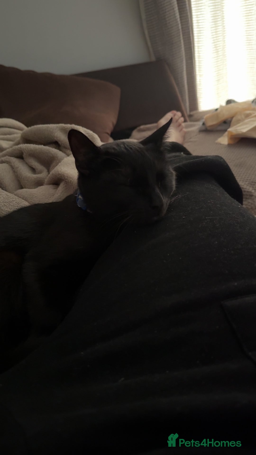 Bombay cats for sale: 2 black male cats - Advert 5