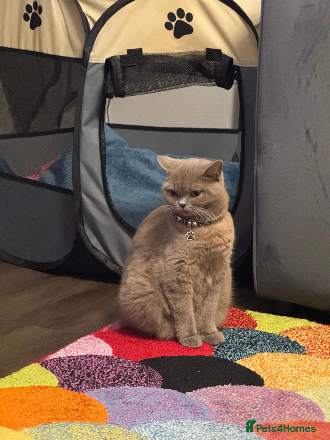 British Shorthair cats for sale: Cute girl for sale - Advert 2