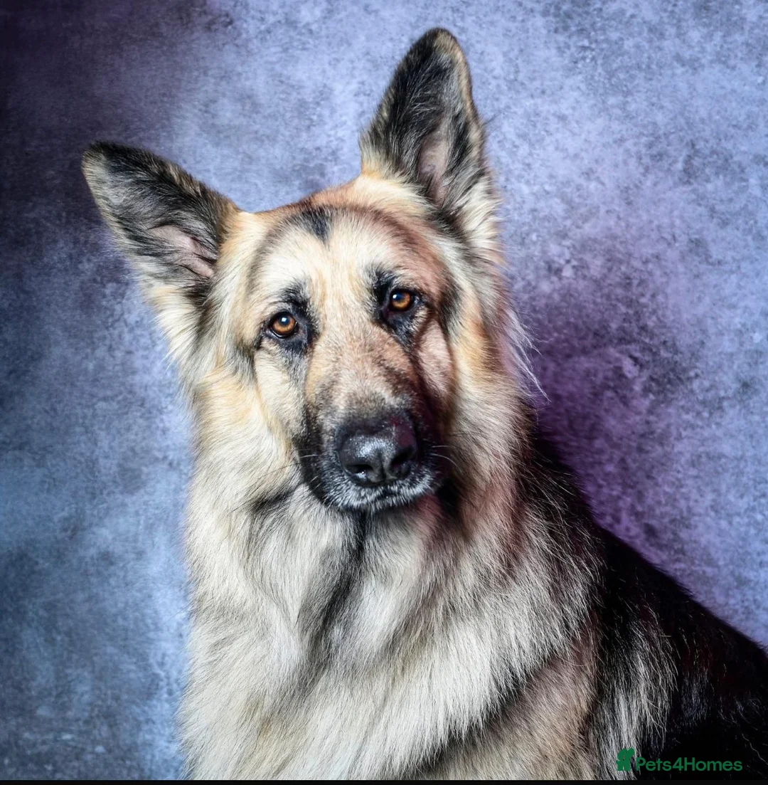 German Shepherd dogs for stud: stud only - Advert 1