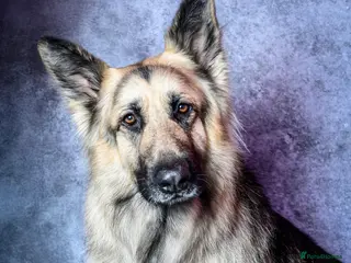 German Shepherd dogs stud only - Advert 4