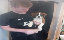 Boxer dogs for sale: 2 Left!!  - Image 4