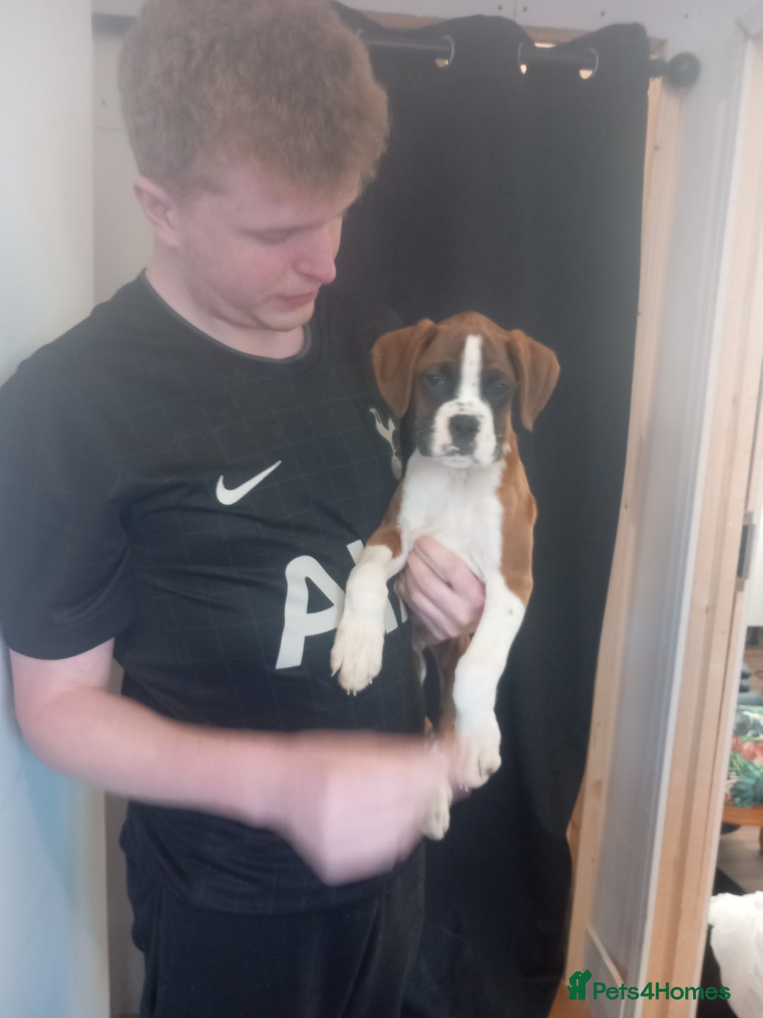 Boxer dogs for sale: 2 Left!!  - Image 4