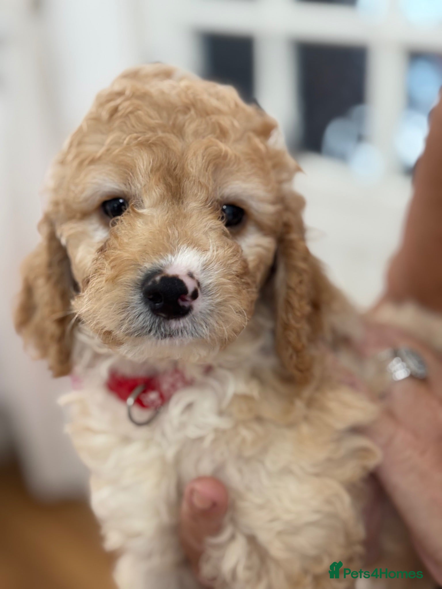 Cockapoo dogs Adorable out standing health checks - Advert 2