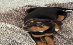 Mixed Breed dogs for sale: Saluki x Rottweiler puppy - Advert 4