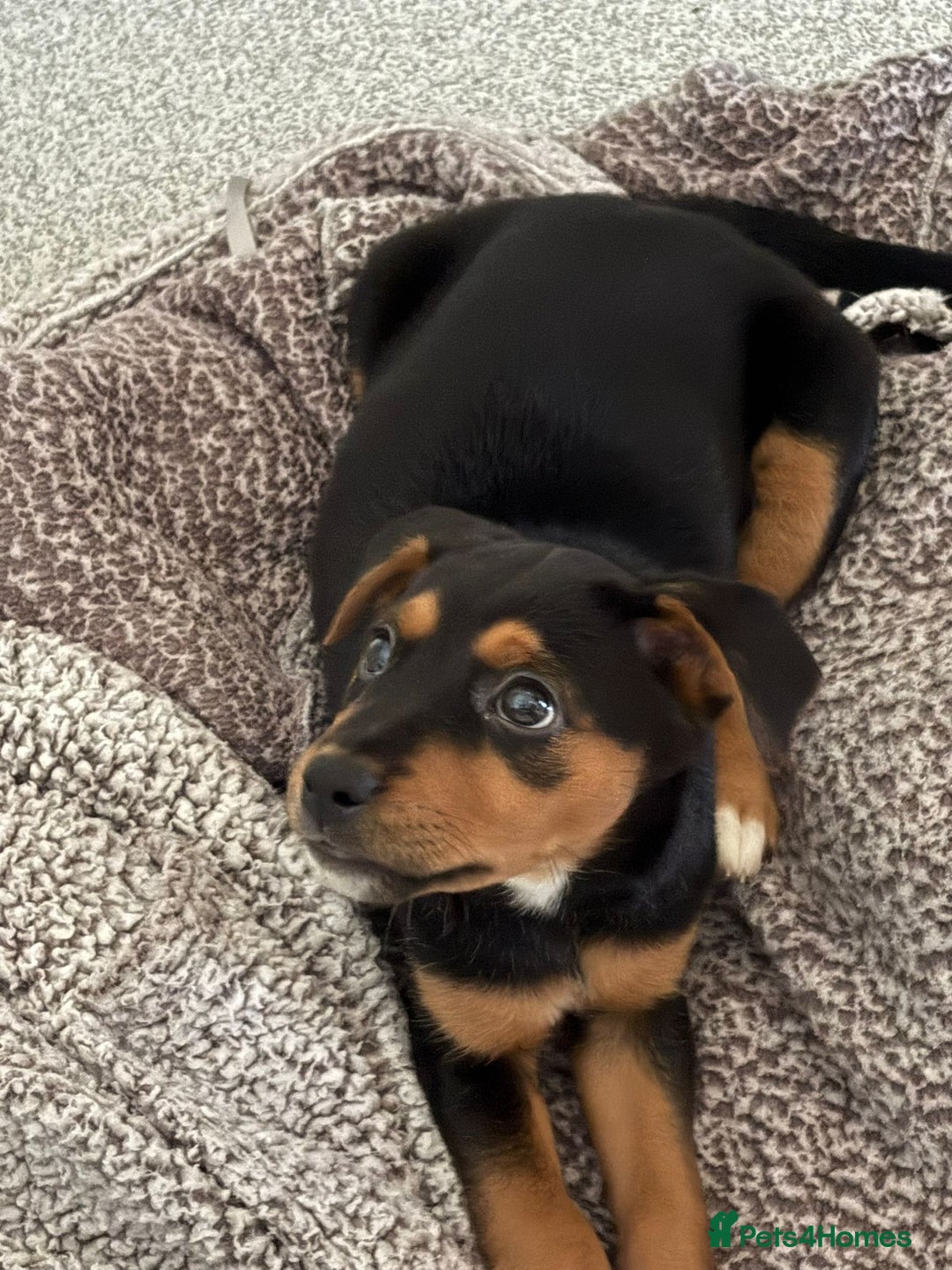 Mixed Breed dogs for sale: Saluki x Rottweiler puppy - Advert 4