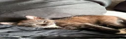Norwegian Forest Cat cats for sale: 4 gorgeous kittens Norwegian Forest/ Russian Blue  - Advert 12