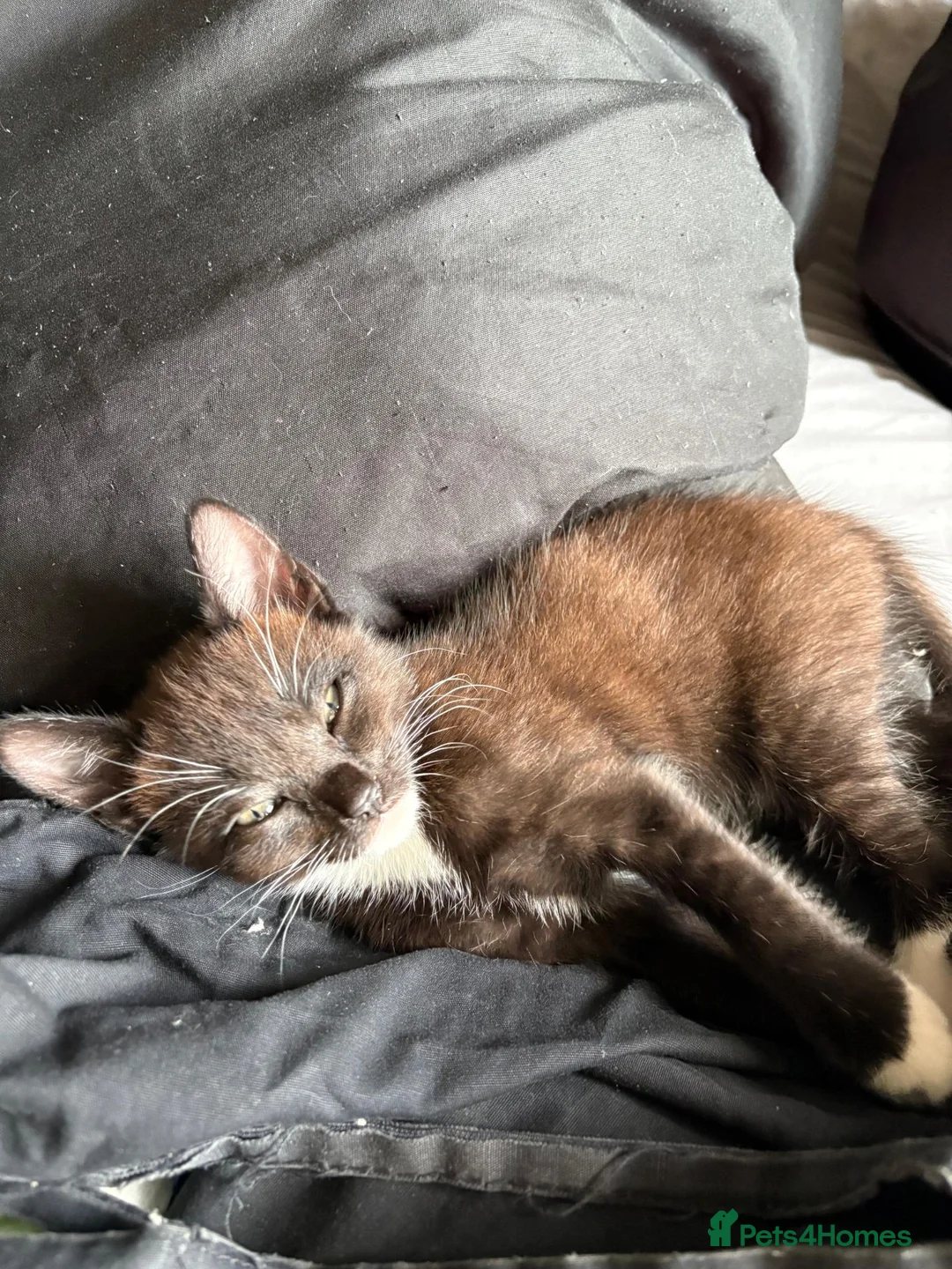 Norwegian Forest Cat cats for sale: 4 gorgeous kittens Norwegian Forest/ Russian Blue  - Advert 12