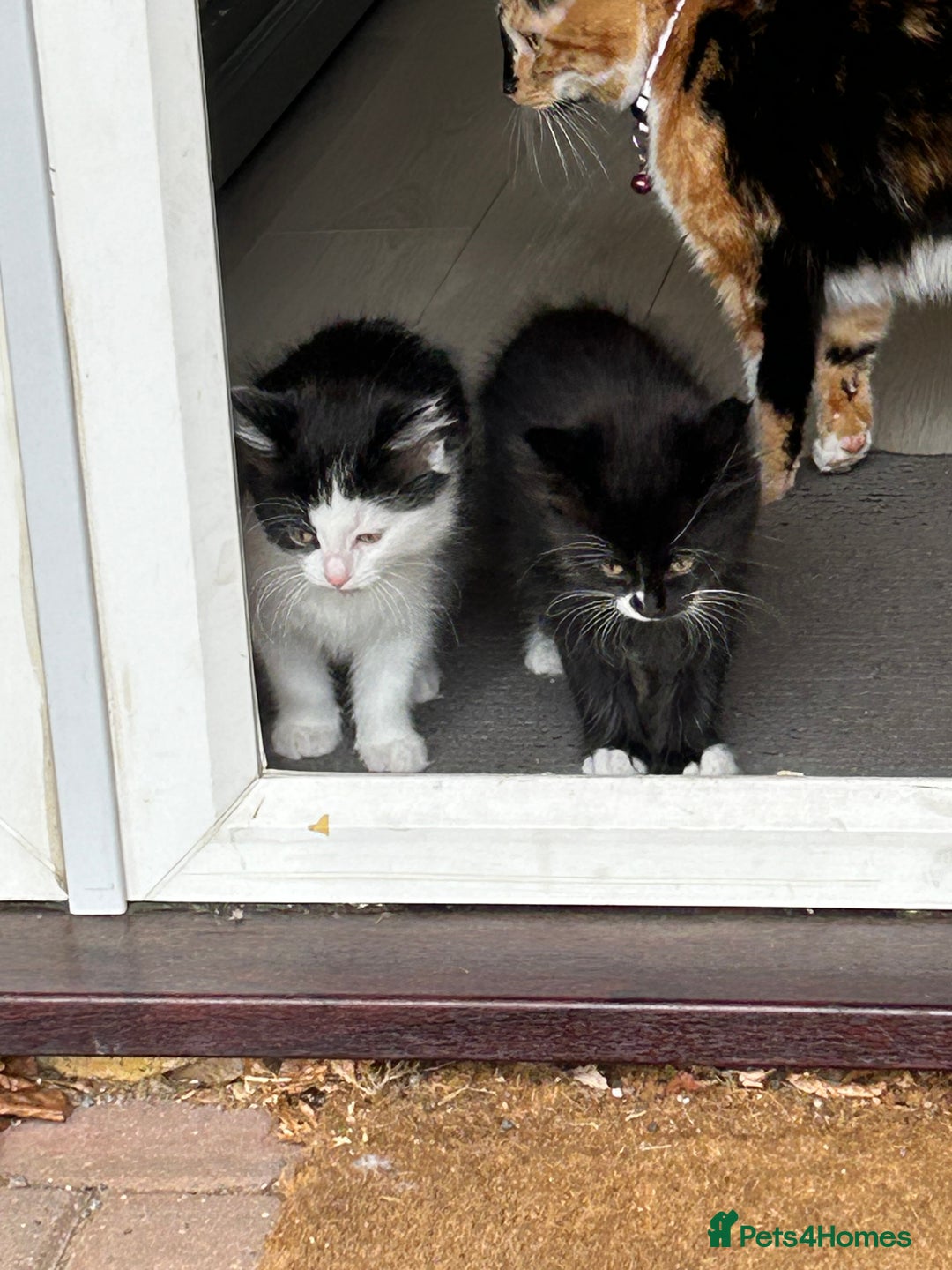 Mixed Breed cats for sale: X2 black and white fluffy girl kittens left - Image 17